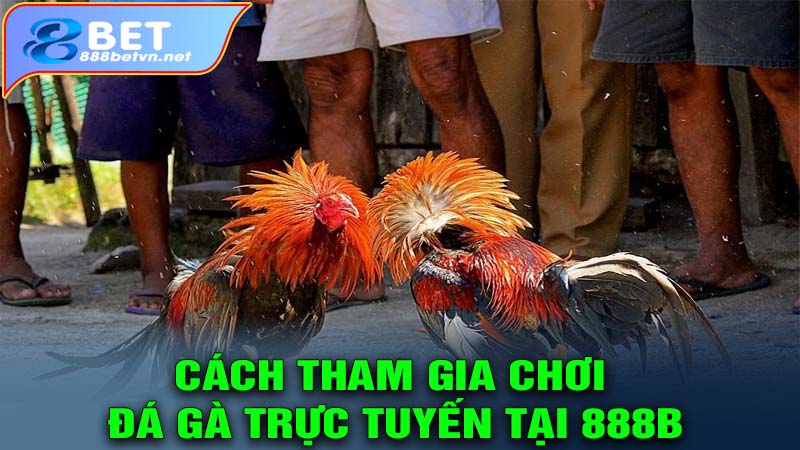 Cách tham gia chơi đá gà trực tuyến tại 888b