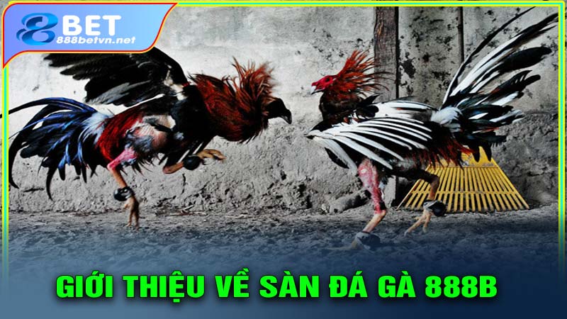 Giới thiệu về sàn game đá gà 888b