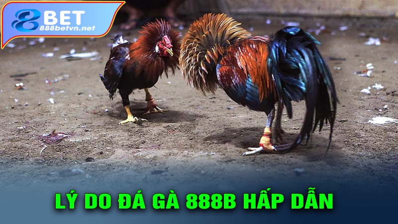 Lý do người chơi lại lựa chọn sàn đá gà 888b