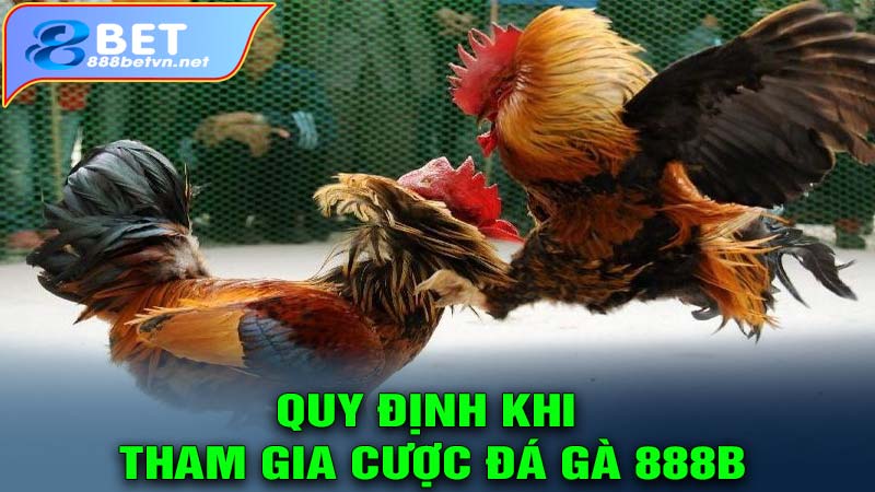 Quy định khi tham gia cược đá gà 888b